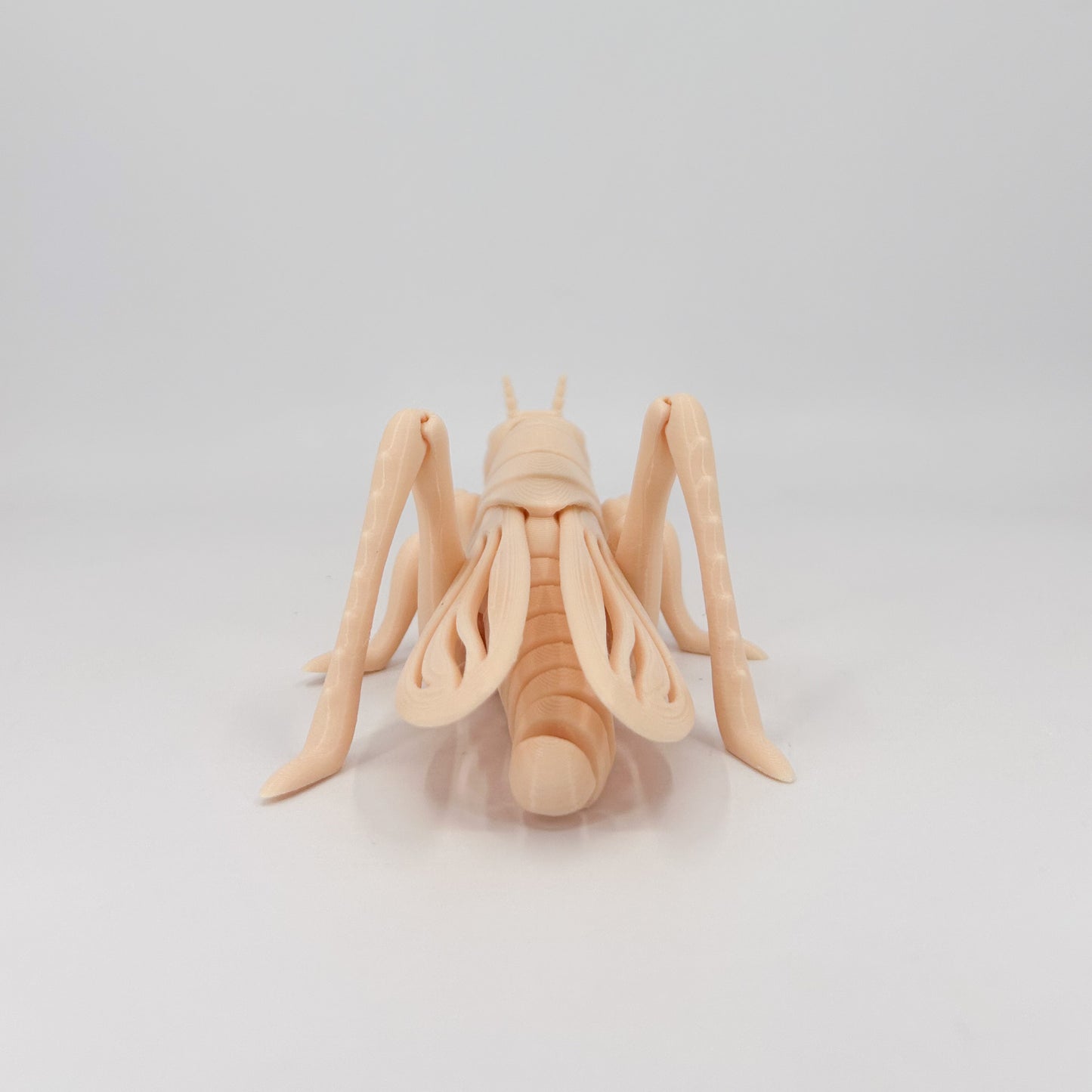 Grasshopper