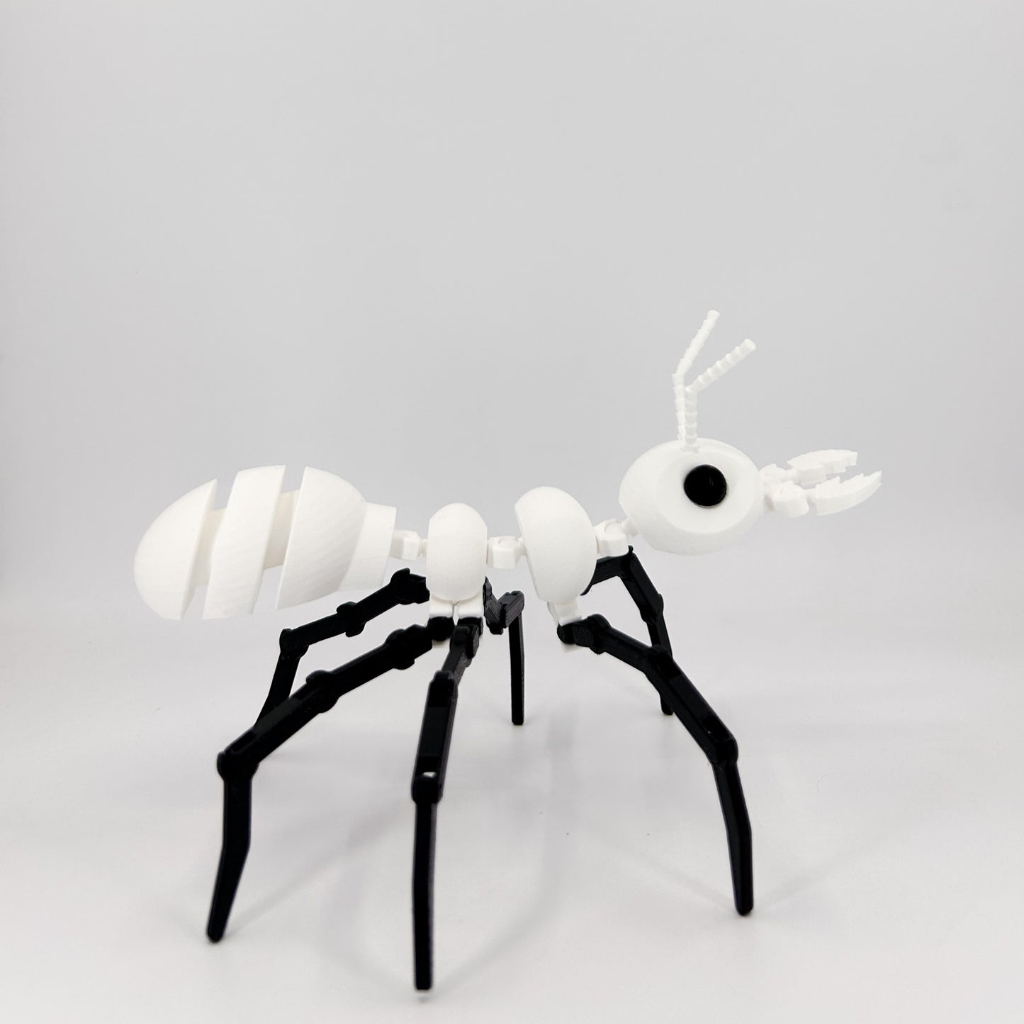 Ant