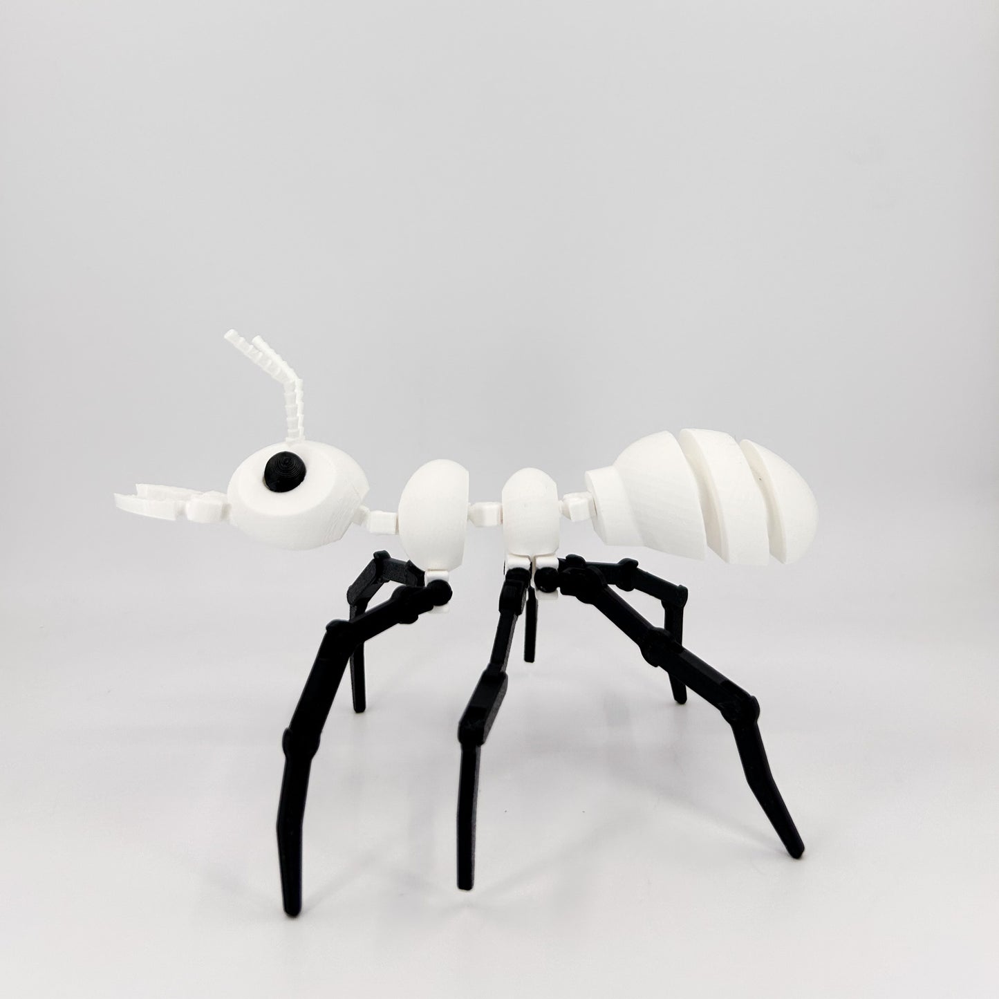 Ant